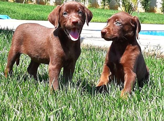 Labrador Retriever Yavrulari Istanbul görsel