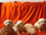 Ev Doğumu Maltipoo Yavrularımız