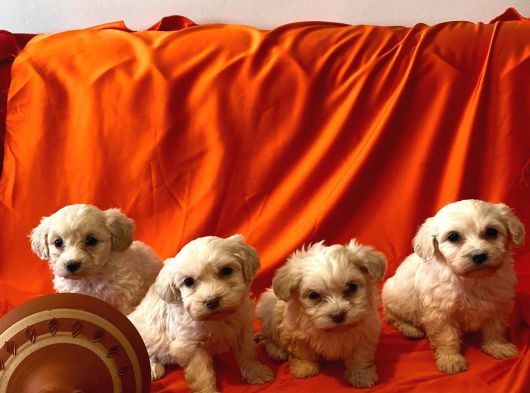 Ev Doğumu Maltipoo Yavrularımız