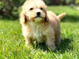 Ruhsatli̇ Çi̇fli̇kten Malti̇poo Yavrulari̇ Si̇zleri̇ Bekli̇yor