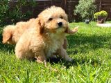 Ruhsatli̇ Çi̇fli̇kten Malti̇poo Yavrulari̇ Si̇zleri̇ Bekli̇yor