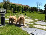 En Sevi̇mli̇ En Mutlu Malti̇poo Yavrulari̇ Si̇zleri̇ Bekli̇yor