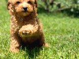 Sağlik Ve Irk Garanti̇li̇ Malti̇poo Yavrulari̇