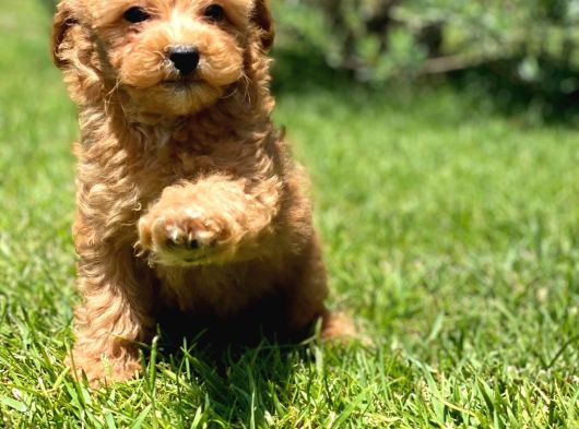 Sağlik Ve Irk Garanti̇li̇ Malti̇poo Yavrulari̇ görsel
