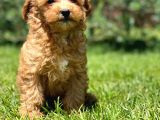 Sağlik Ve Irk Garanti̇li̇ Malti̇poo Yavrulari̇