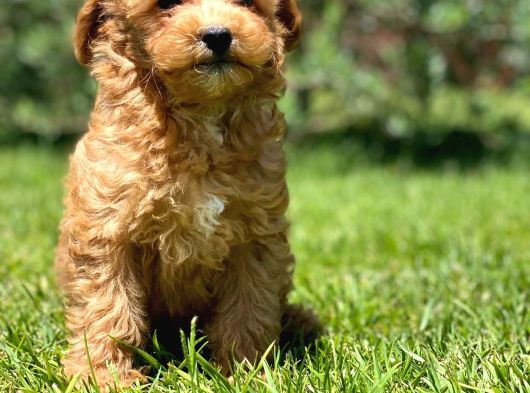 Sağlik Ve Irk Garanti̇li̇ Malti̇poo Yavrulari̇ görsel