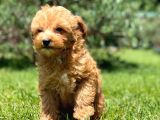 Sağlik Ve Irk Garanti̇li̇ Malti̇poo Yavrulari̇