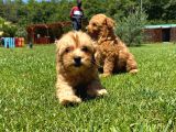 Sağlik Ve Irk Garanti̇li̇ Malti̇poo Yavrulari̇