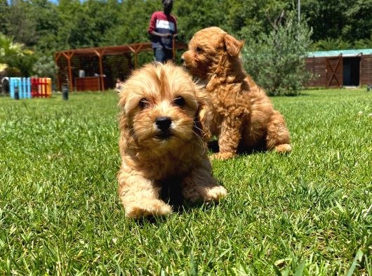 Sağlik Ve Irk Garanti̇li̇ Malti̇poo Yavrulari̇ görsel