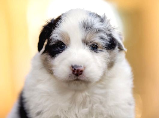 Avustralya Çoban Köpeği Yavruları