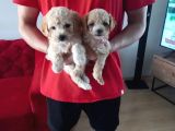 Maltipoo Yavrularımız Uygundur