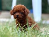 TEACUP KOREA ORJİNAL KG GARANTİLİ BEBEKLER
