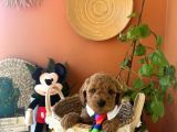 Erkek Toypoodle Yavrular