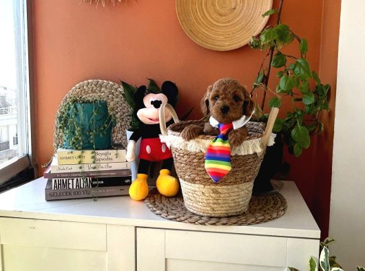 Erkek Toypoodle Yavrular