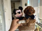 Erkek Toypoodle Yavrular