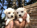 Pamuk gibi maltese terrier yavrularımız