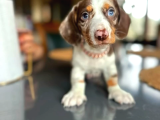 En Özeli̇nden Choco Dapple  Dacshund Sosi̇s Aşili Yavrumuz