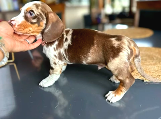 En Özeli̇nden Choco Dapple  Dacshund Sosi̇s Aşili Yavrumuz görsel