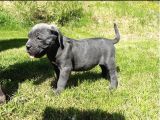 A Kalite Blue Ve Black Cane Corso Yavrularımız
