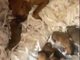 Burkemden teklerden boxer yavrular