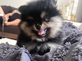Pomeranian Boo Teddy Bear Ayı Surat Yavrularımız