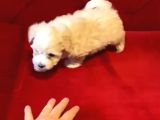 Maltipoo Bebeklerimiz Evinizin Neşesi