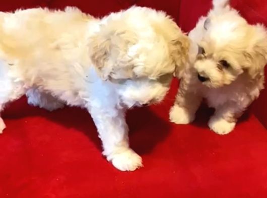 Maltipoo Bebeklerimiz Evinizin Neşesi görsel