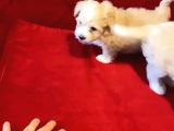 Maltipoo Bebeklerimiz Evinizin Neşesi