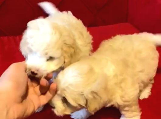 Maltipoo Bebeklerimiz Evinizin Neşesi