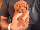 Teacup Korea Orji̇nal Kg Garanti̇li̇ Bebekler