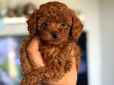 Teacup Korea Orji̇nal Kg Garanti̇li̇ Bebekler