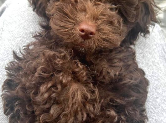 Eriyen Sevgi Dolu Çikolata Poodle görsel