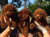 Kore Red Poodle Oyuncak Bebekler