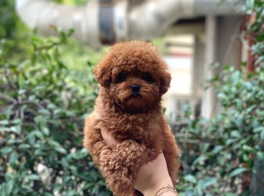 Bebek Yüzlü Toy Poodle Yavrular görsel