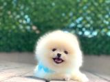 Ayıcık Yüzlü Orjinal Pomeranian Boo