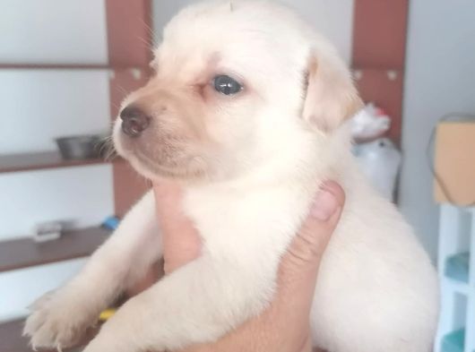 Labrador Yavrularimiz görsel