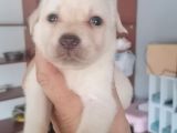 Labrador yavrularimiz