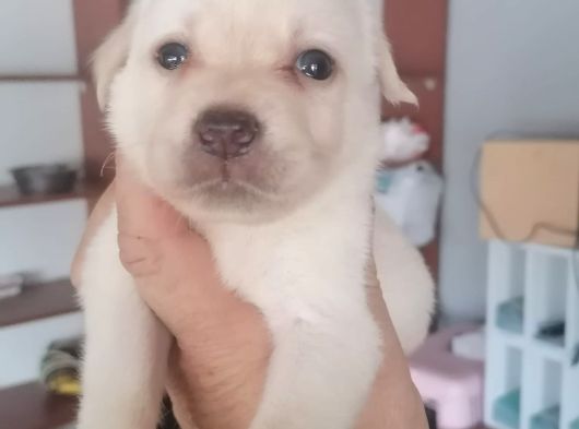 Labrador Yavrularimiz