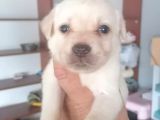 Labrador Yavrularimiz