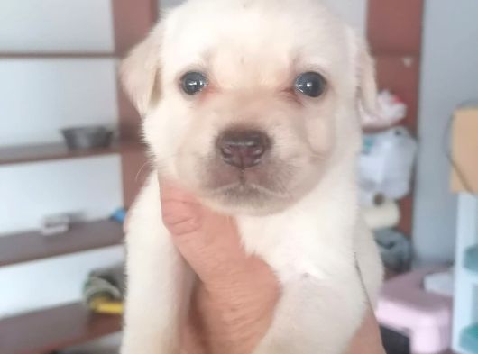 Labrador Yavrularimiz görsel