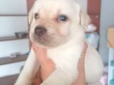Labrador Yavrularimiz