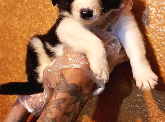 Si̇yah Ve Blue Merle Erkek Border Coli̇e Yavrular görsel