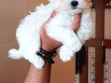 Super Fi̇yatlara Gerçek Maltese Yavrular