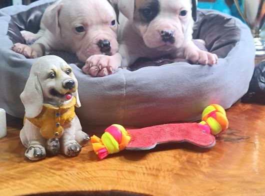 Kendini Özel Hissedenler American Buldog Yavrularımız görsel