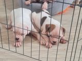 Kendini Özel Hissedenler American Buldog Yavrularımız