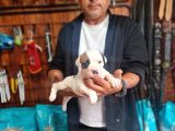 Kendini Özel Hissedenler American Buldog Yavrularımız