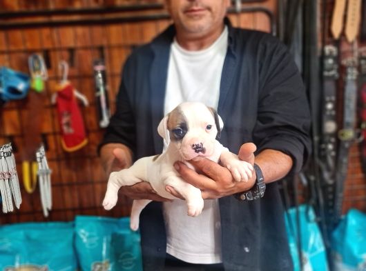 Kendini Özel Hissedenler American Buldog Yavrularımız görsel