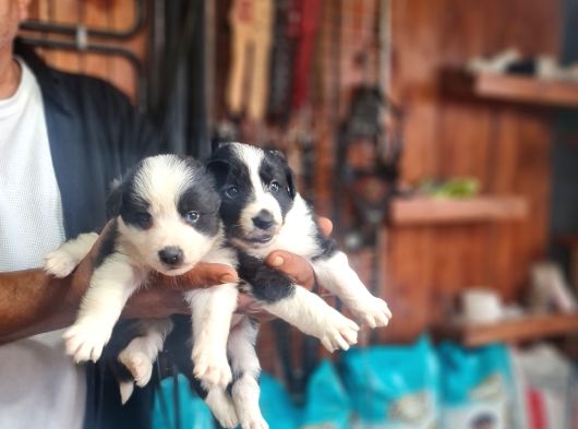 Border Colie Bebeklerimiz Için Acele Edin görsel