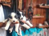 Border Colie Bebeklerimiz Için Acele Edin