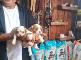 Cavalier Bebeklerimiz Için Acele Edin